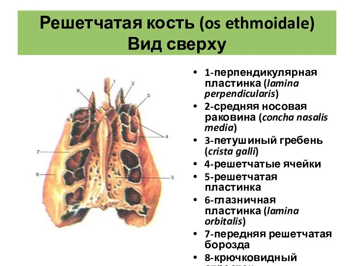 Решетчатая кость (os ethmoidale) Вид сверху 1-перпендикулярная пластинка (lamina perpendicularis) 2-средняя носовая