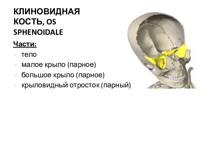 кость КЛИНОВИДНАЯ КОСТЬ, OS SPHENOIDALE Части: тело малое крыло (парное) большое крыло (парное) крыловидный отросток (парный)