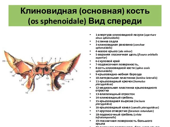 Клиновидная (основная) кость (os sphenoidale) Вид спереди 1-апертура клиновидной пазухи (aperture sinus