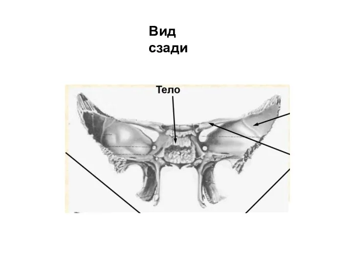 Вид сзади