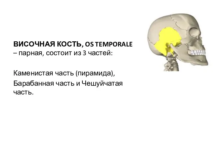 Височная кость ВИСОЧНАЯ КОСТЬ, OS TEMPORALE – парная, состоит из 3 частей: