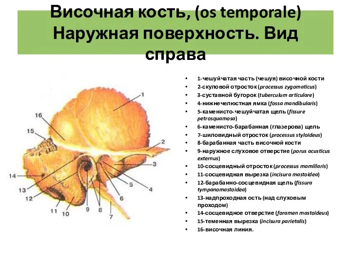 Височная кость, (os temporale) Наружная поверхность. Вид справа 1-чешуйчатая часть (чешуя) височной