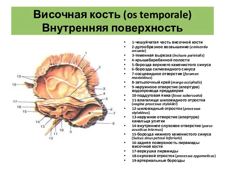 Височная кость (os temporale) Внутренняя поверхность 1-чешуйчатая часть височной кости 2-дугообразное возвышение