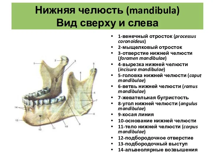 Нижняя челюсть (mandibula) Вид сверху и слева 1-венечный отросток (processus coronoideus) 2-мыщелковый
