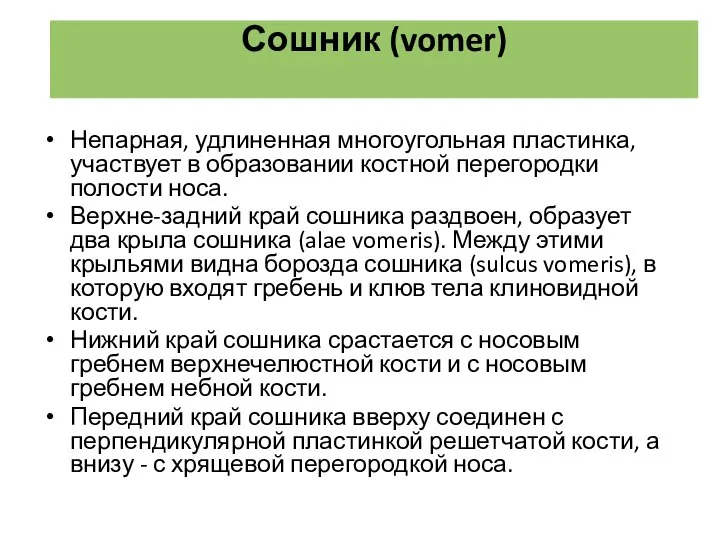 Непарная, удлиненная многоугольная пластинка, участвует в образовании костной перегородки полости носа. Верхне-задний