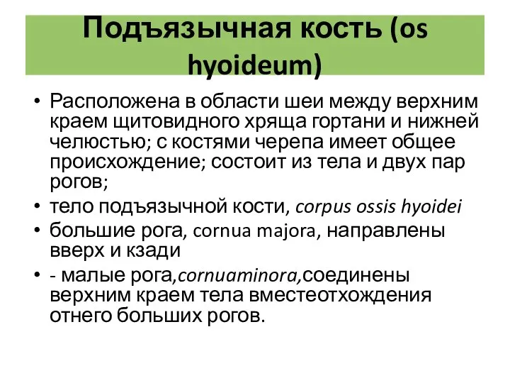 Расположена в области шеи между верхним краем щитовидного хряща гортани и нижней