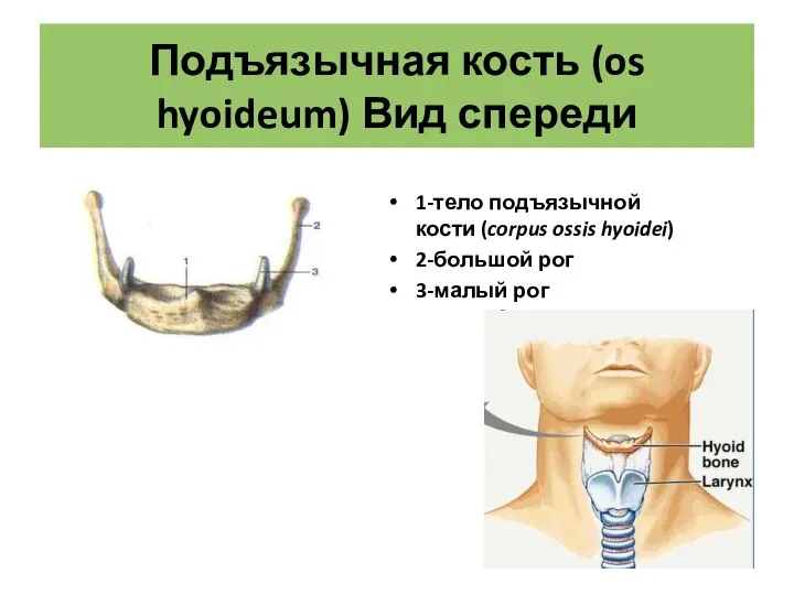 Подъязычная кость (os hyoideum) Вид спереди 1-тело подъязычной кости (corpus ossis hyoidei) 2-большой рог 3-малый рог