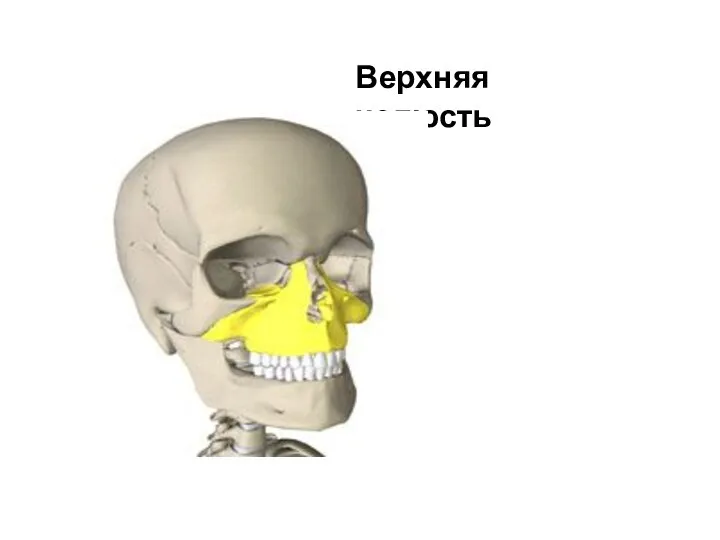 КОСТИ ЛИЦА Верхняя челюсть Верхняя челюсть