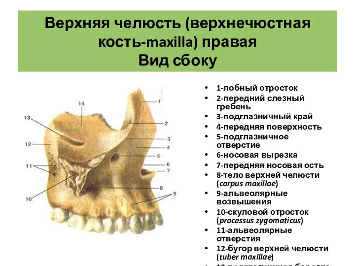 Верхняя челюсть (верхнечюстная кость-maxilla) правая Вид сбоку 1-лобный отросток 2-передний слезный гребень