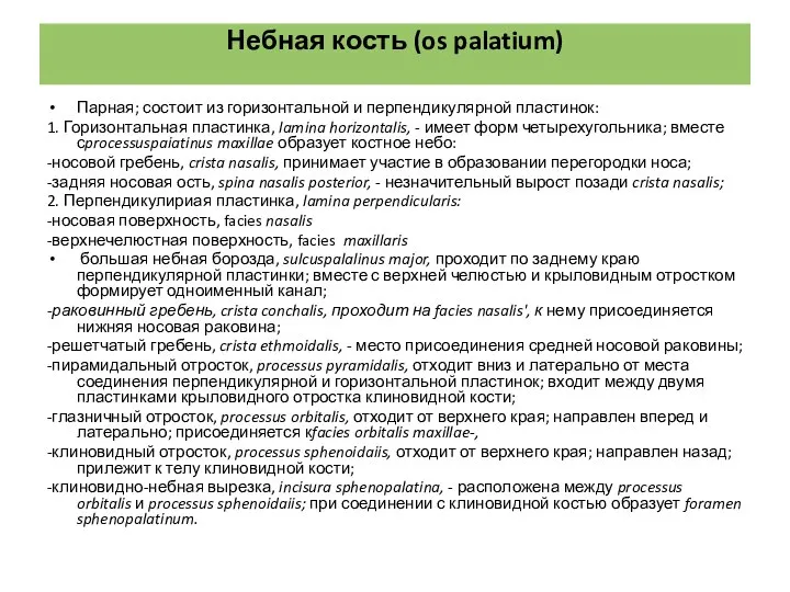 Парная; состоит из горизонтальной и перпендикулярной пластинок: 1. Горизонтальная пластинка, lamina horizontalis,