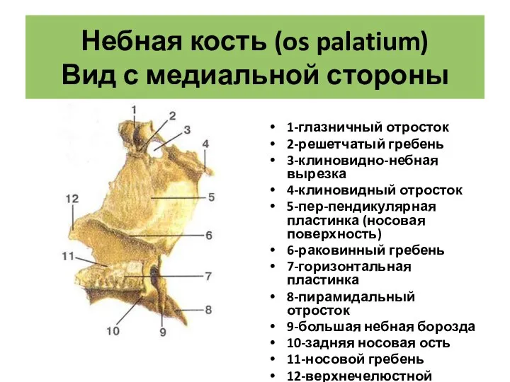 Небная кость (os palatium) Вид с медиальной стороны 1-глазничный отросток 2-решетчатый гребень