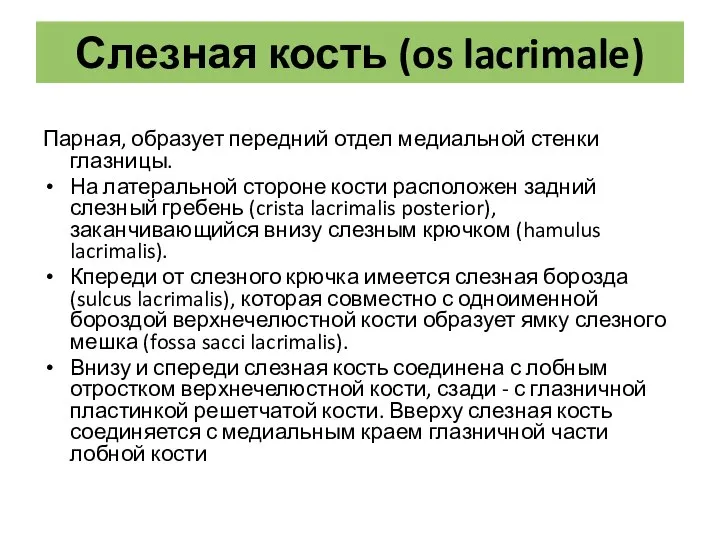 Парная, образует передний отдел медиальной стенки глазницы. На латеральной стороне кости расположен