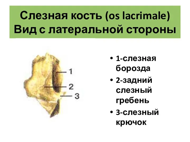 Слезная кость (os lacrimale) Вид с латеральной стороны 1-слезная борозда 2-задний слезный гребень 3-слезный крючок