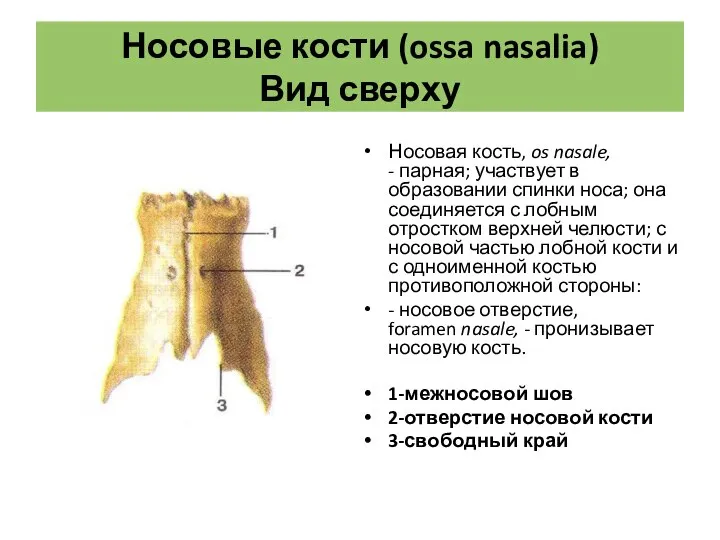 Носовые кости (ossa nasalia) Вид сверху Носовая кость, os nasale, - парная;