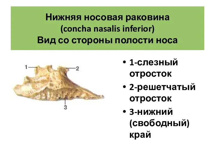 Нижняя носовая раковина (concha nasalis inferior) Вид со стороны полости носа 1-слезный