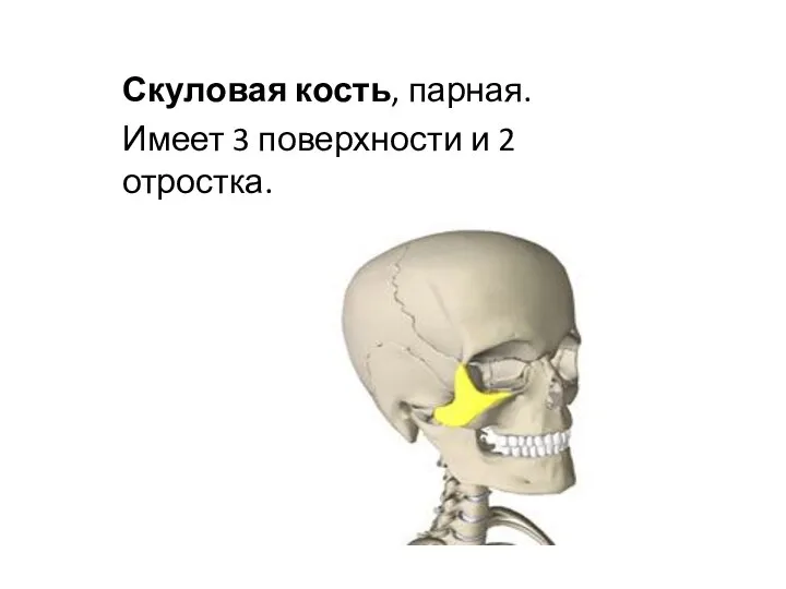Скуловая кость Скуловая кость, парная. Имеет 3 поверхности и 2 отростка.