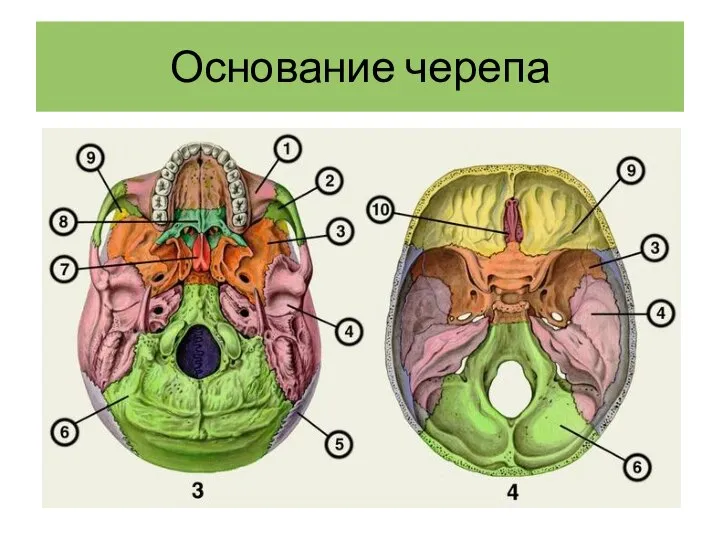 Основание черепа