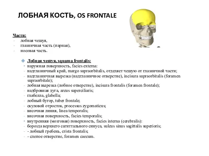 ЛОБНАЯ КОСТЬ, OS FRONTALE Части: лобная чешуя, глазничная часть (парная), носовая часть.