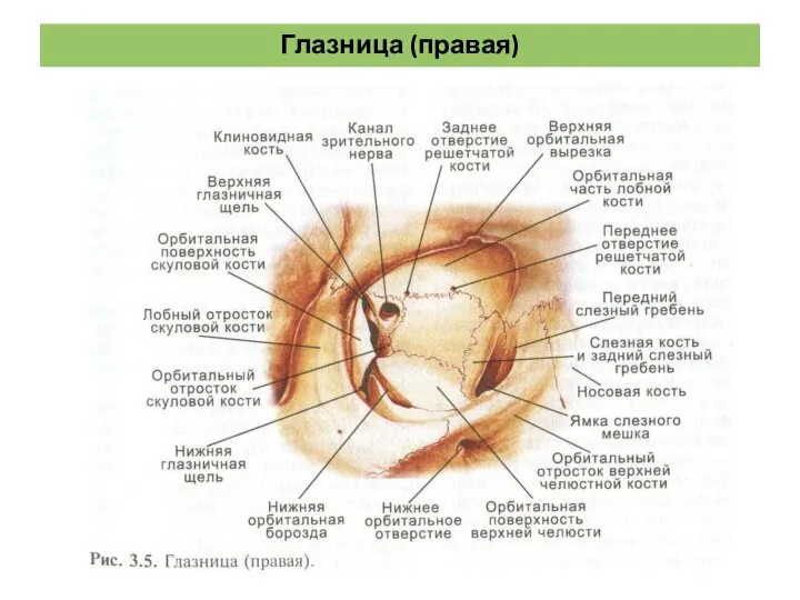 Глазница (правая)