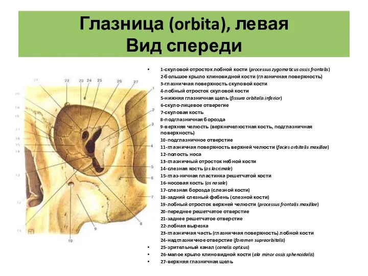 Глазница (orbita), левая Вид спереди 1-скуловой отросток лобной кости (processus zygomaticus ossis