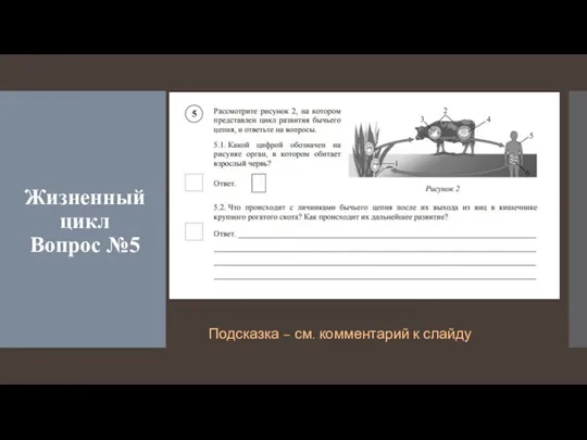 Жизненный цикл Вопрос №5 Подсказка – см. комментарий к слайду