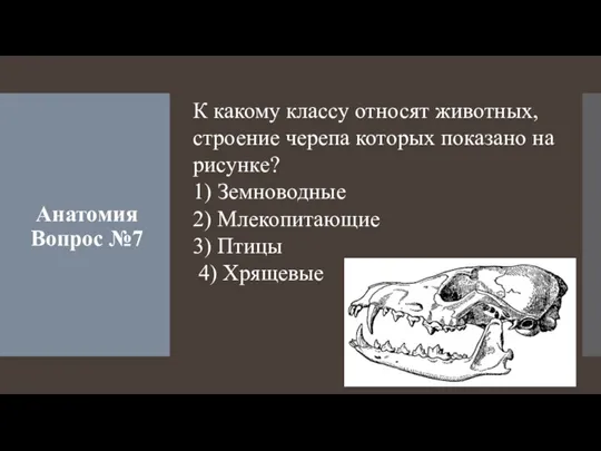 Анатомия Вопрос №7 К какому классу относят животных, строение черепа которых показано