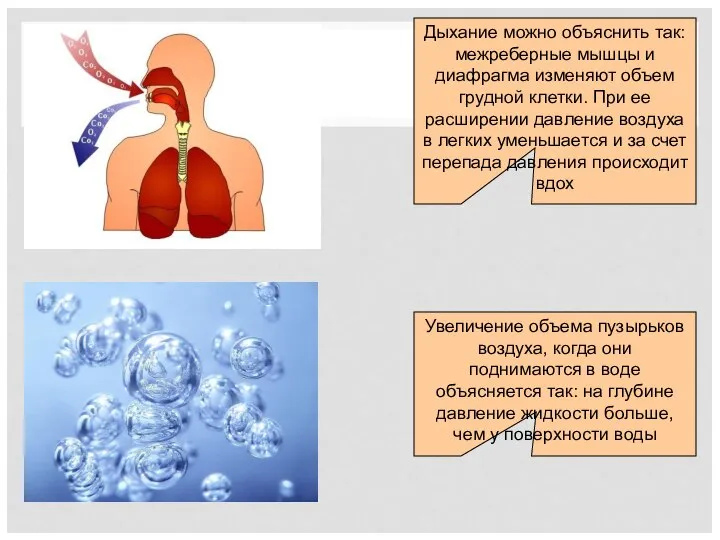 Дыхание можно объяснить так: межреберные мышцы и диафрагма изменяют объем грудной клетки.