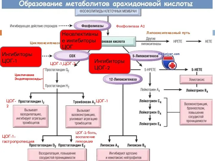 Цикличекие Эндопероксиды Фосфолипаза А2 Циклооксигеназный путь Липооксигеназный путь ЦОГ-1,ЦОГ-2 ЦОГ-1 ЦОГ-2 ЦОГ-1: