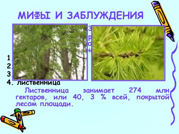 23 Какое дерево самое распространенное на территории бывшего Советского Союза и нынешнего