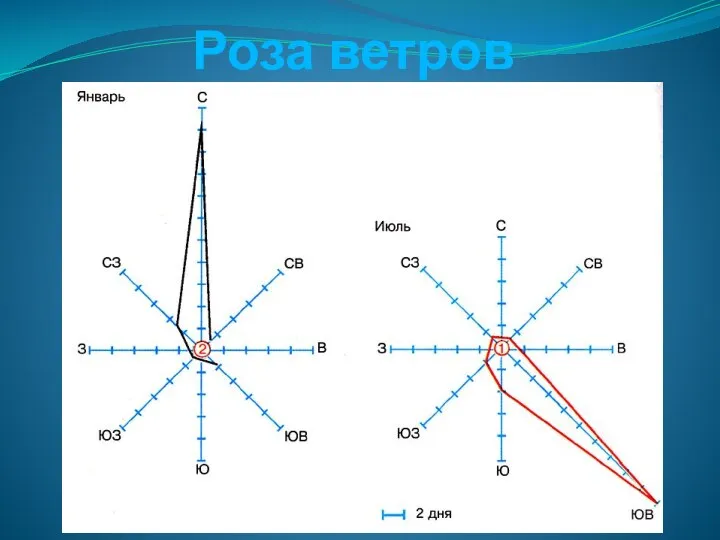 Роза ветров