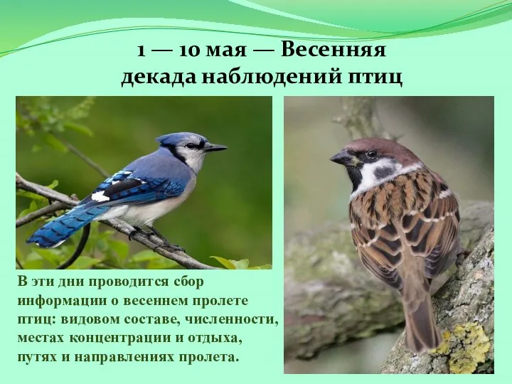 1 — 10 мая — Весенняя декада наблюдений птиц В эти дни