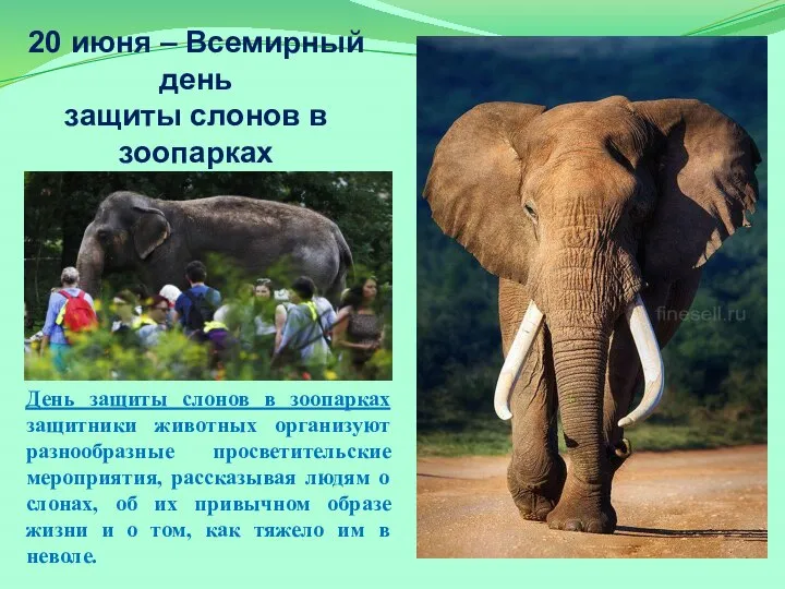20 июня – Всемирный день защиты слонов в зоопарках День защиты слонов