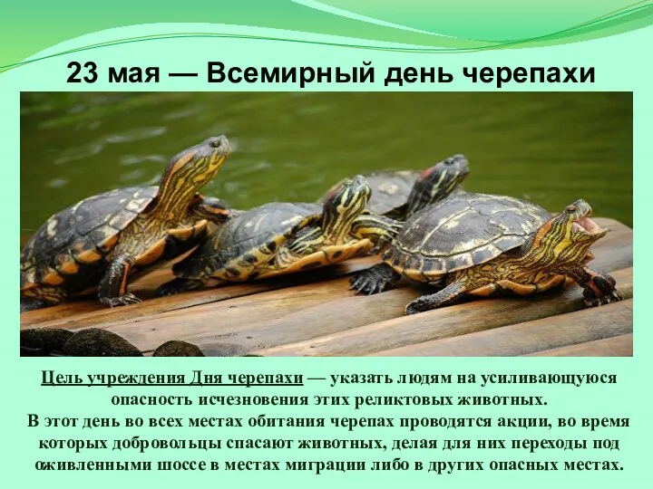 23 мая — Всемирный день черепахи Цель учреждения Дня черепахи — указать