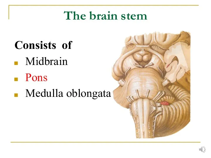 The brain stem Consists of Midbrain Pons Medulla oblongata