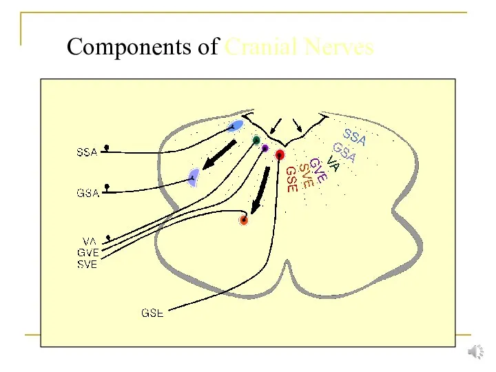 Components of Cranial Nerves
