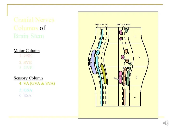 Cranial Nerves Columns of Brain Stem Motor Column 1. GSE 2. SVE