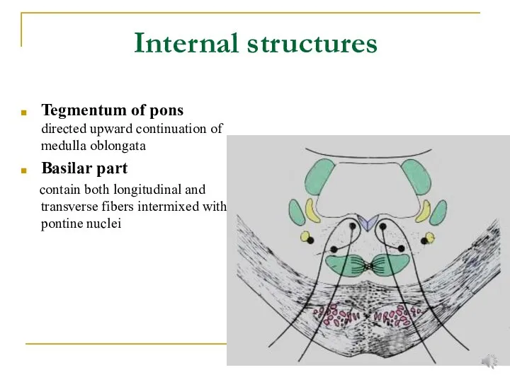 Tegmentum of pons directed upward continuation of medulla oblongata Basilar part contain