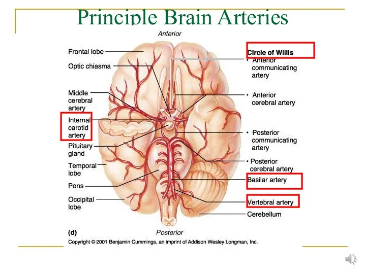 Principle Brain Arteries
