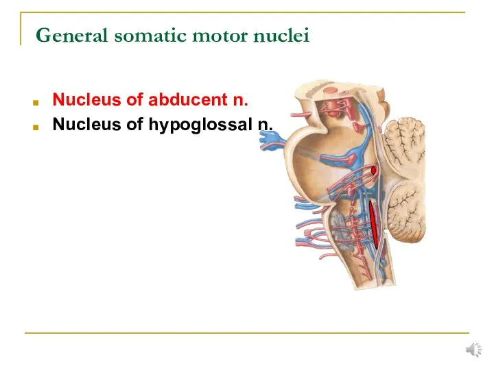 General somatic motor nuclei Nucleus of abducent n. Nucleus of hypoglossal n.