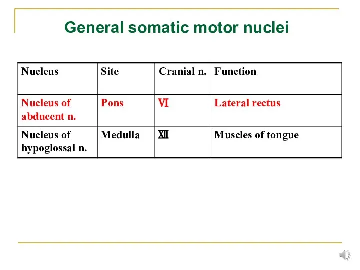 General somatic motor nuclei