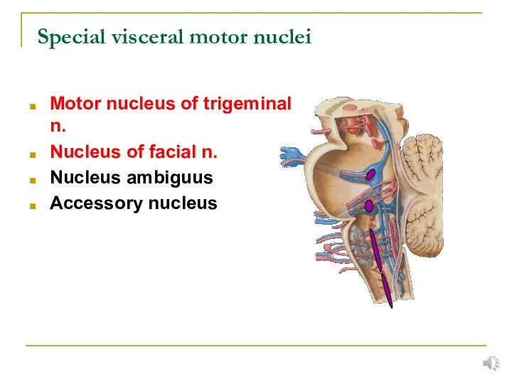Special visceral motor nuclei Motor nucleus of trigeminal n. Nucleus of facial