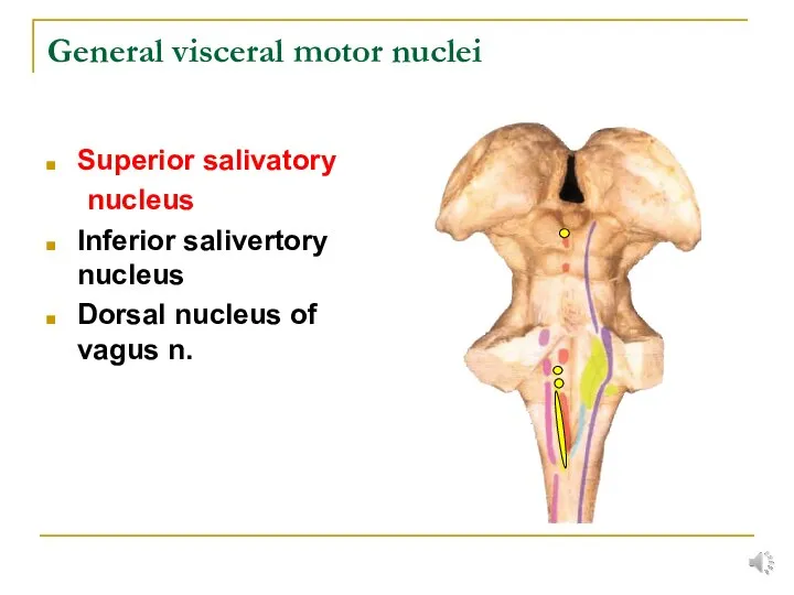 General visceral motor nuclei Superior salivatory nucleus Inferior salivertory nucleus Dorsal nucleus of vagus n.