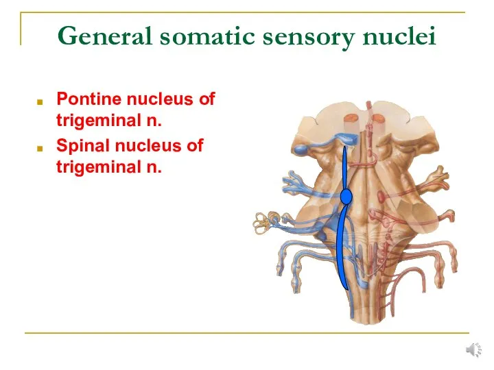 General somatic sensory nuclei Pontine nucleus of trigeminal n. Spinal nucleus of trigeminal n.