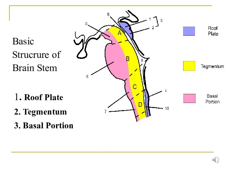 Basic Strucrure of Brain Stem 1. Roof Plate 2. Tegmentum 3. Basal Portion