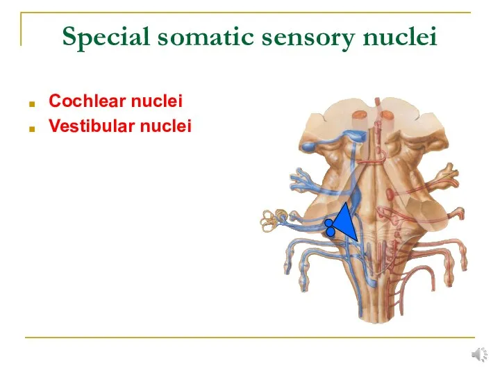 Special somatic sensory nuclei Cochlear nuclei Vestibular nuclei