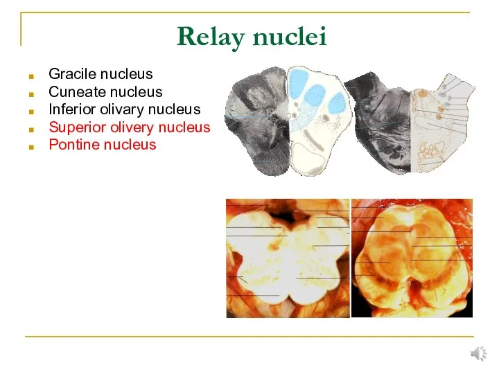 Gracile nucleus Cuneate nucleus Inferior olivary nucleus Superior olivery nucleus Pontine nucleus Relay nuclei