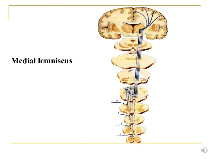 Medial lemniscus