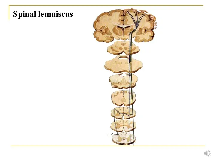 Spinal lemniscus