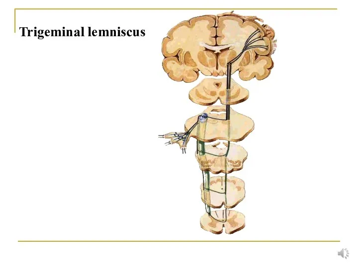 Trigeminal lemniscus