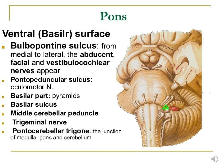 Pons Ventral (Basilr) surface Bulbopontine sulcus: from medial to lateral, the abducent,